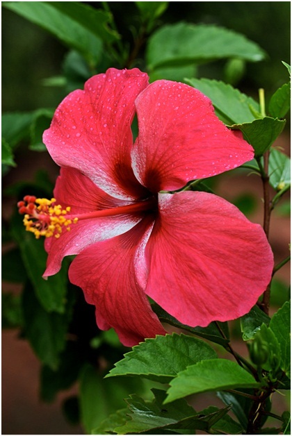 Hibiscus_4_01.jpg